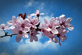 櫻桃,開花,櫻花