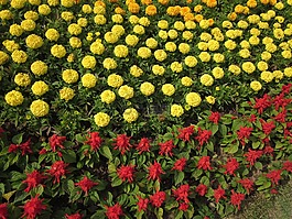 鮮花,植物,大自然
