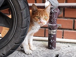 貓咪,動物,可愛的動物