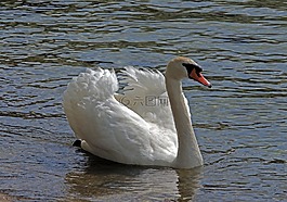 天鵝,鳥(niǎo),水域