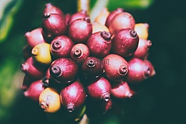 水果,自然,葉子