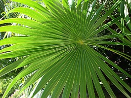 棕櫚,棕櫚樹(shù),葉子
