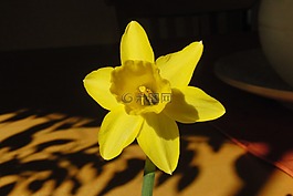 喇叭水仙,花,黃色
