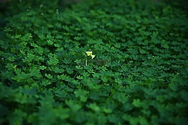 葉,植物區(qū)系,自然