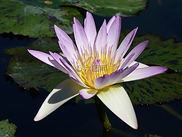 睡蓮,紫,開花