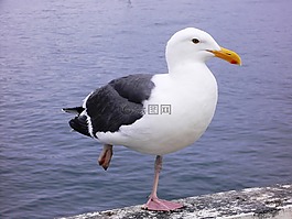 海鷗,海,鳥(niǎo)