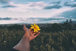 花,黃色,花瓣