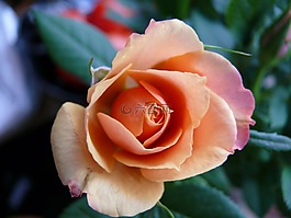 玫瑰,橙,花瓣