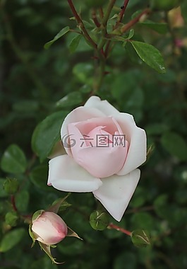薔薇,植物,花朵