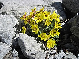 巖,黃色,鮮花