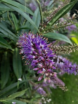 紫色,花,公園