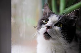 動物,車,貓