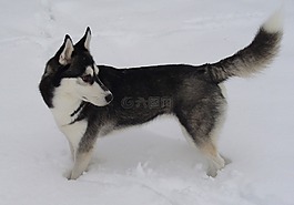 狗,哈士奇,雪