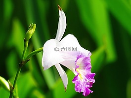花,白,粉紅色
