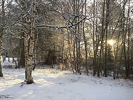 冬天,雪,樹木