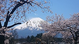 富士山,櫻桃,櫻花