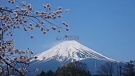 富士山,春天,櫻桃