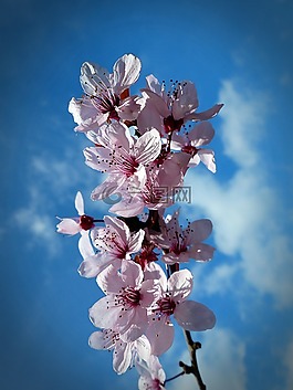 櫻桃,開花,櫻花