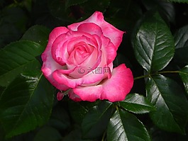 玫瑰,懷舊玫瑰,豐花