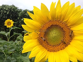 向日葵,蜜蜂,黃色