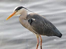 蒼鷺,鳥,性質(zhì)