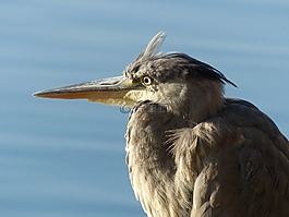 鳥(niǎo),水,水禽