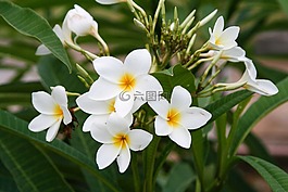 雞蛋花,manacá,花卉