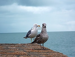 海,鳥(niǎo),碼頭