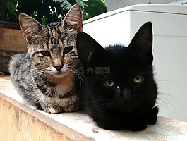貓,小貓,可愛