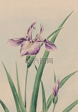 水彩,藝術(shù),畫
