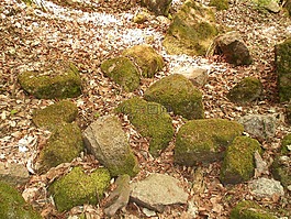 石頭,性質(zhì),苔