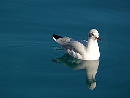 海鷗,水,游泳