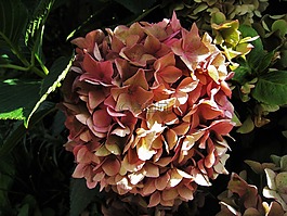 八仙花,斗室粉紅色,秋