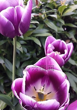 花,郁金香,春