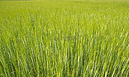 新鮮,小麥,綠色