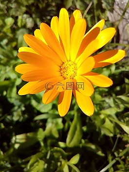 金盞花,花卉,萬壽菊
