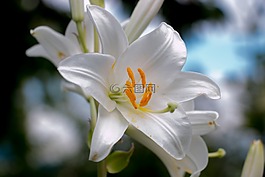花卉,性質(zhì),植物