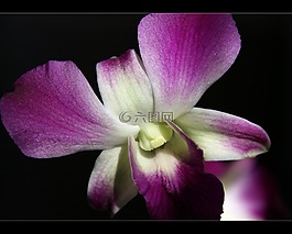 蘭花,花,紫色