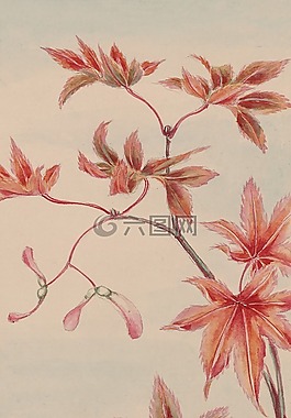 水彩,藝術(shù),畫