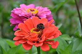 鮮花,紅色,重低音