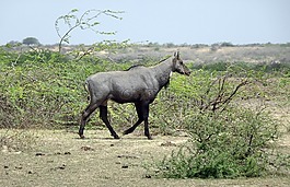 nilgai,羚羊,动物