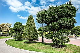 公園,植物組,樹