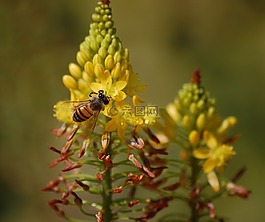 蜜蜂,授粉,春