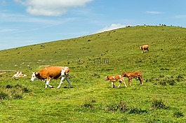 奶牛,草地,牧場(chǎng)