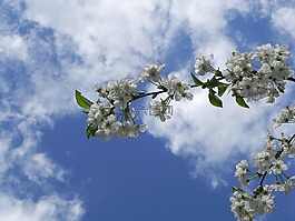 櫻花,夏季,春天