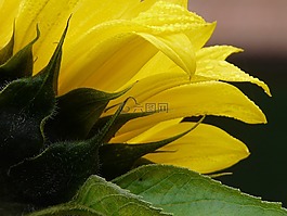 向日葵,花,性質
