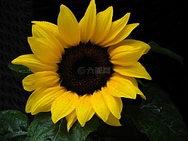 太阳花,花,太阳