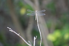 昆蟲,蜻蜓,葉子