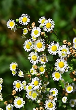 野花,蜜蜂,夏天
