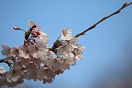 春天,櫻花,花